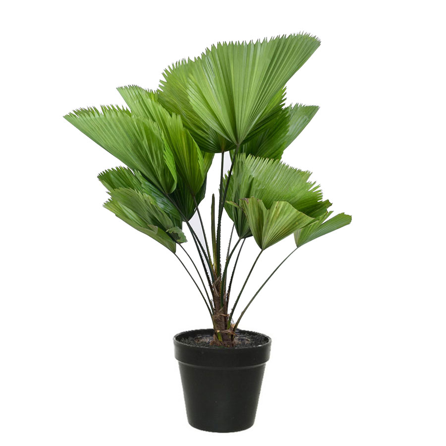 نخل لیکوالا 